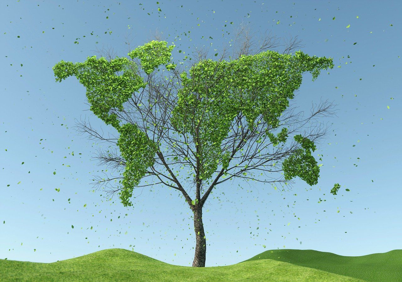 découvrez les concepts clés de la durabilité, explorez des pratiques écologiques, et apprenez comment contribuer à un avenir plus vert. engagez-vous pour un mode de vie responsable et durable.