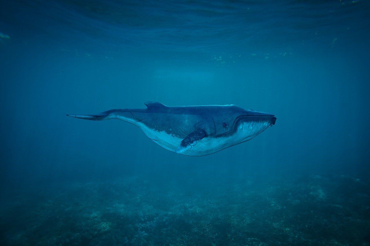 découvrez la beauté et la diversité des océans, explorez leurs écosystèmes fascinants et comprenez leur importance vitale pour notre planète.