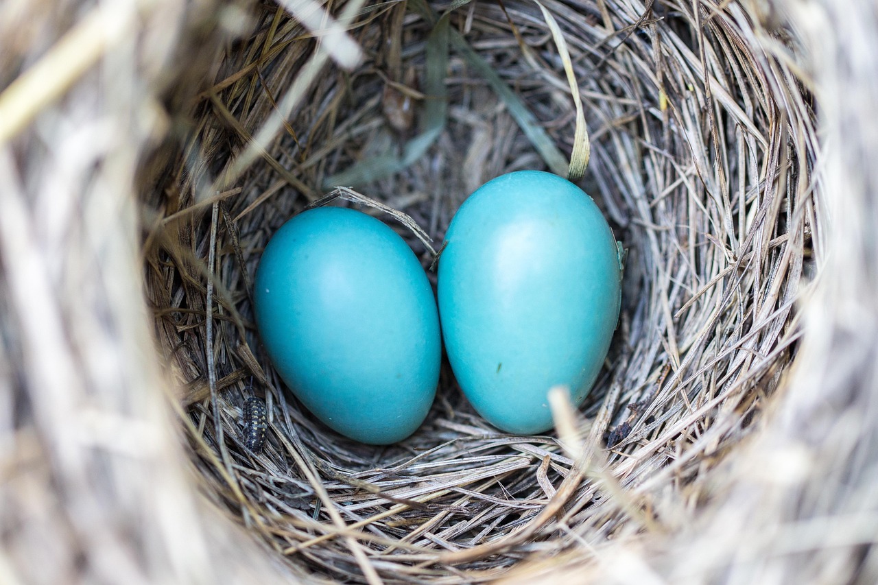 découvrez l'écologie : définitions, enjeux et solutions pour préserver notre planète. apprenez comment adopter des gestes écoresponsables et comprendre l'impact de l'activité humaine sur l'environnement.