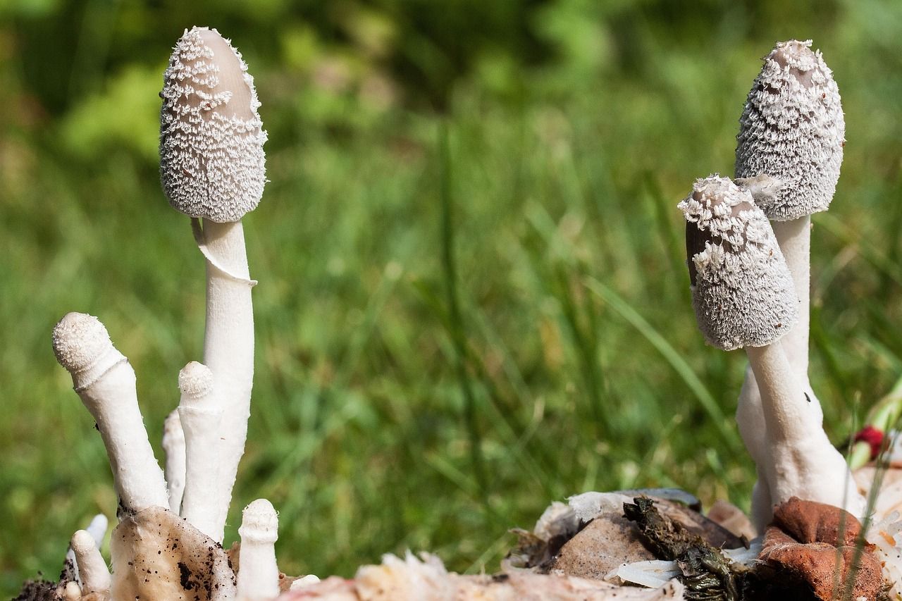découvrez les bases et les avantages du compostage : une méthode écologique pour transformer vos déchets organiques en un engrais naturel riche, idéal pour nourrir vos plantes et réduire votre impact environnemental.