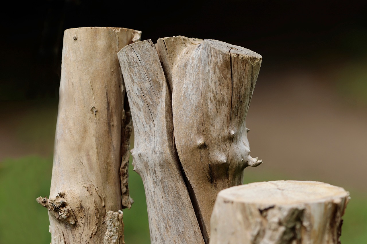 découvrez les causes, les impacts et les solutions pour lutter contre la déforestation, un enjeu crucial pour la préservation de la biodiversité et le climat.