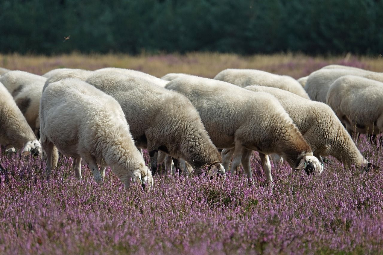 découvrez l'eco-grazing, une approche durable de pâturage respectueuse de l'environnement, favorisant la biodiversité et la santé des sols.