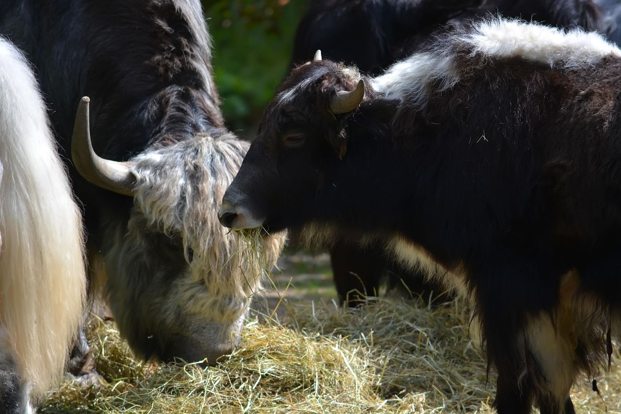 alimentation pour vaches : découvrez des aliments nutritifs et équilibrés pour assurer la santé et la productivité de votre troupeau bovin.