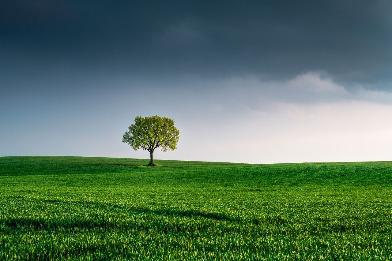 explorez l'importance de la protection de l'environnement et découvrez des actions concrètes pour préserver notre planète. apprenez comment chaque geste compte pour un avenir durable.