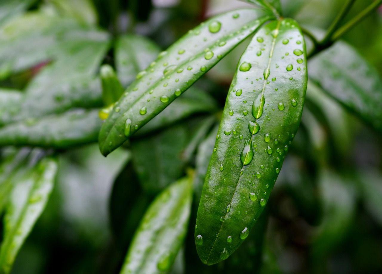 découvrez les techniques de collecte et de gestion des eaux de pluie pour économiser l'eau, réduire les coûts et protéger l'environnement.