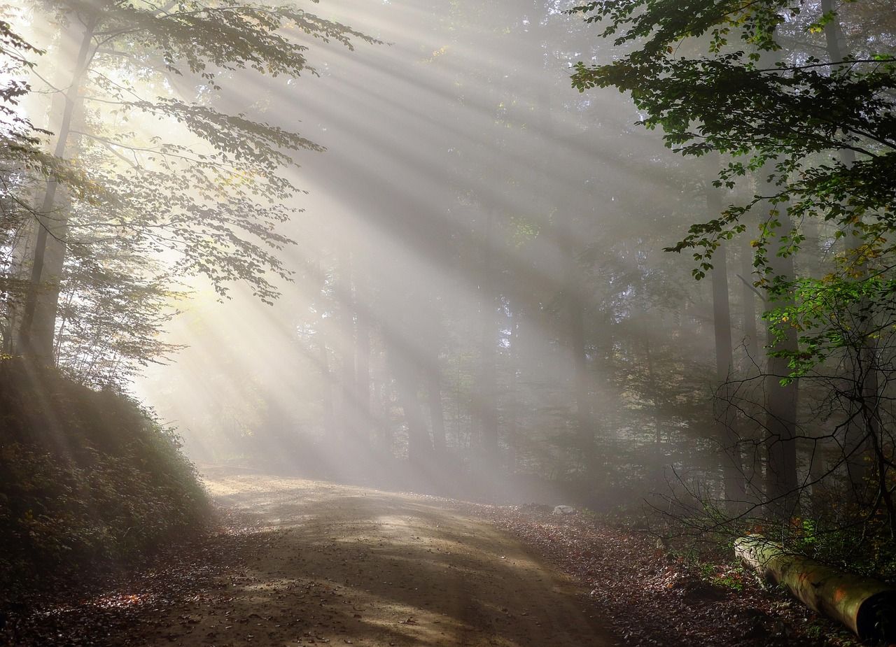 découvrez l'importance des forêts, leur rôle essentiel dans l'équilibre de la planète, la biodiversité et la lutte contre le changement climatique.