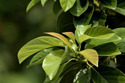 Harmoniser l’Expansion Mondiale avec une Responsabilité Écologique