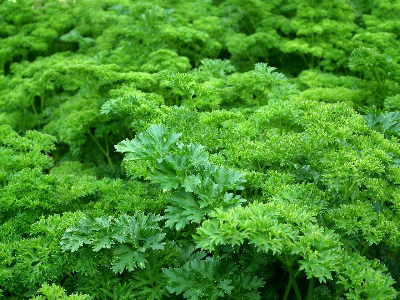 Propriétés vertes : Les avantages écologiques et économiques de l’habitat durable