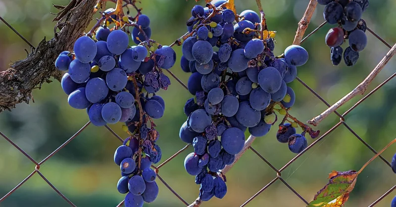 Stress hydrique, rendements et déplacement des terroirs
