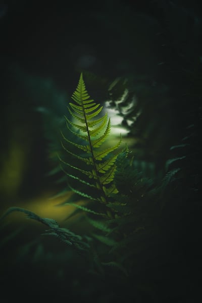 Les forêts tropicales d’Australie : une nouvelle menace pour l’équilibre carbone mondial en 2023