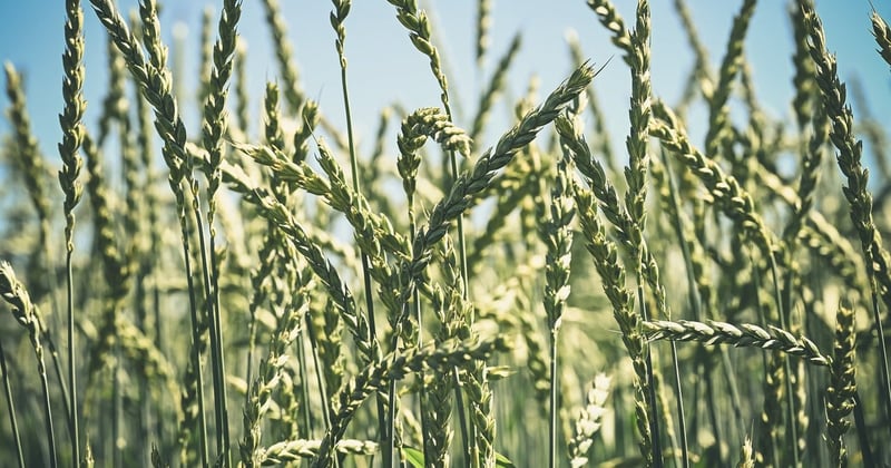 Impact changement climatique sur agriculture française : ce qui change