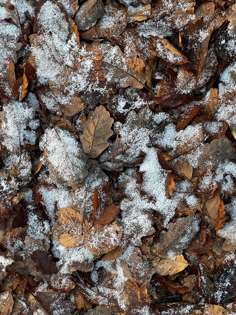 Face à l’urgence climatique, il est indispensable d’apporter notre soutien aux forêts qui ne peuvent s’adapter seules