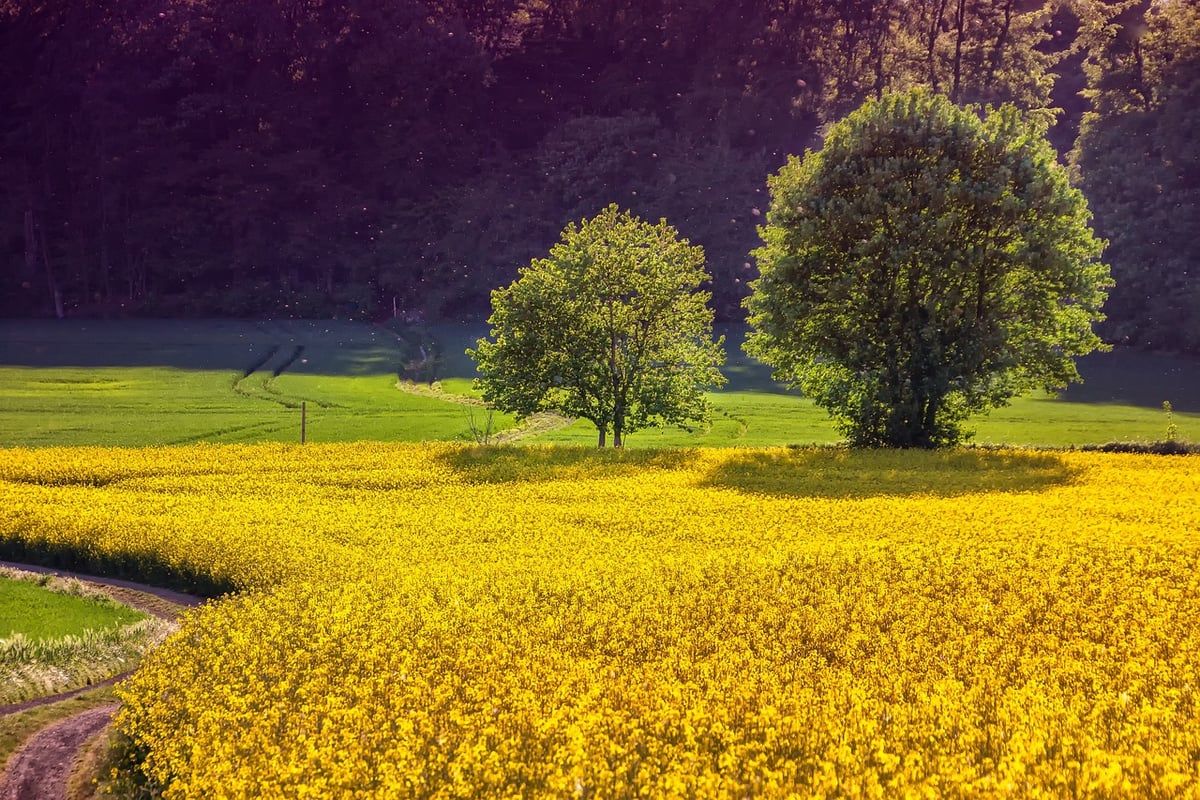 Des exploitations agricoles en Chaudière-Appalaches s’adaptent efficacement aux défis du changement climatique