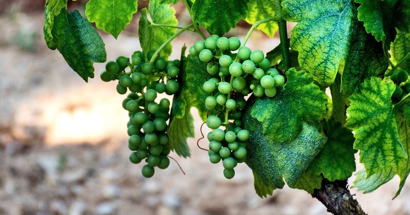 Impact du changement climatique sur la vigne en France : alerte rouge