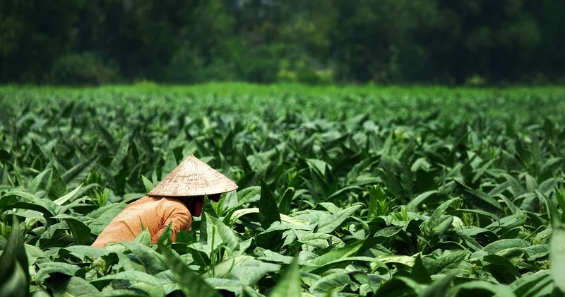 Ce que les agriculteurs en disent vraiment