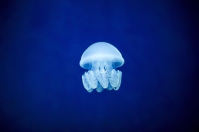 Les océans flirtent avec des températures record avant le retour imminent d’El Niño