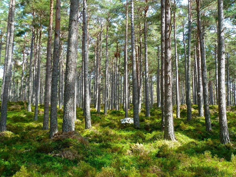 Écologie : Comprendre les enjeux actuels de notre planète