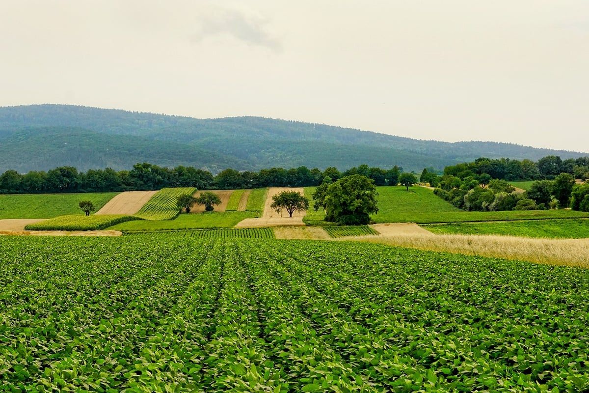 Les avantages de l’agriculture régénérative pour le bilan carbone