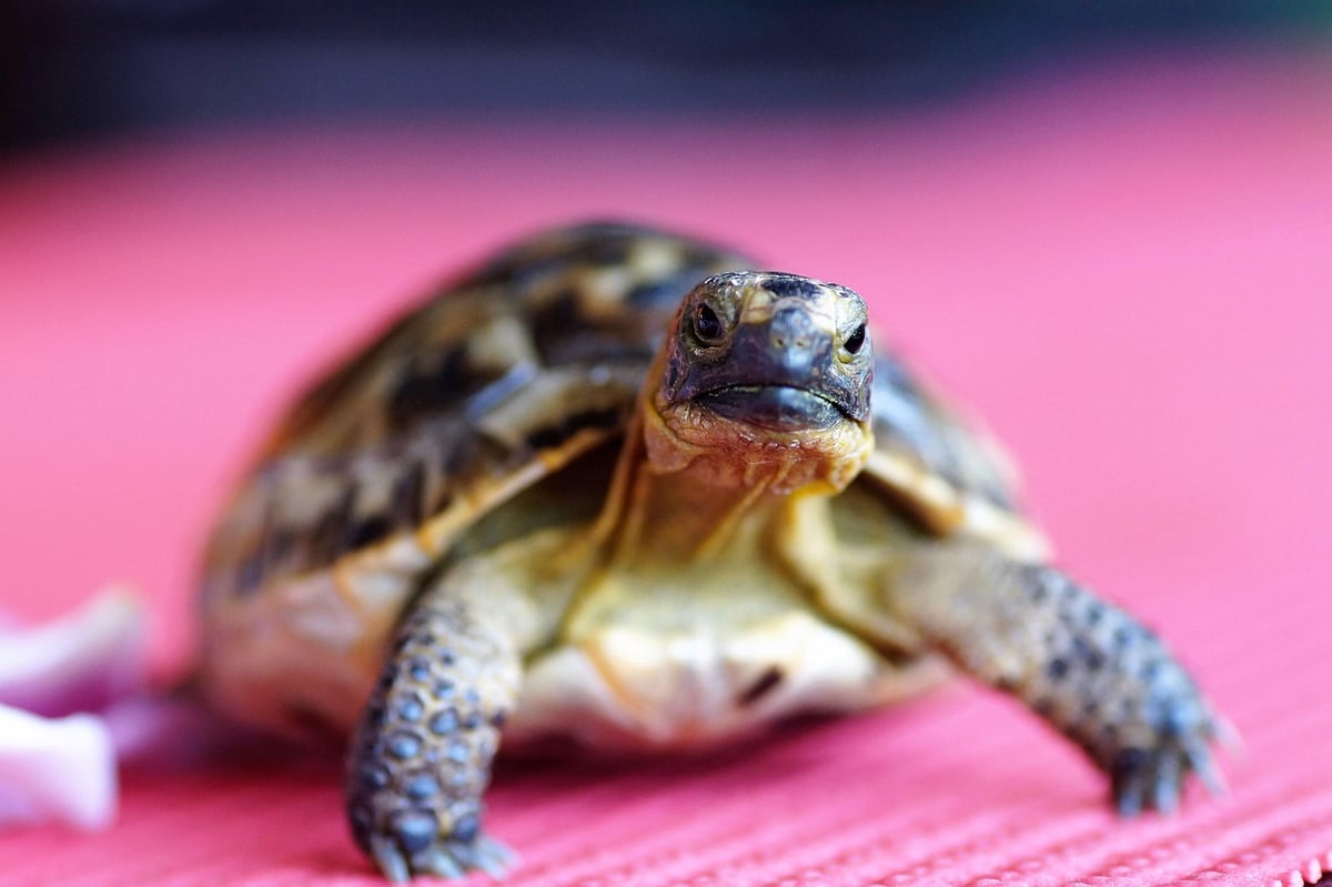 Biodiversité terrestre : comprendre son importance pour l’équilibre des écosystèmes