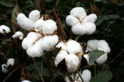 Coton bio en Afrique : la montée en puissance des petits agriculteurs tanzaniens vers l’excellence