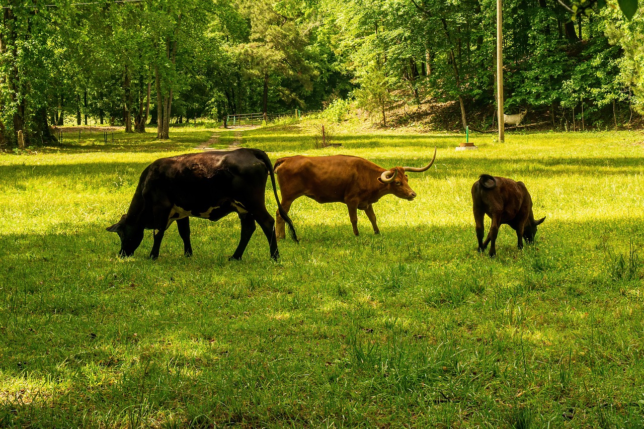 découvrez l'empreinte carbone, un indicateur essentiel de l'impact environnemental des activités humaines. apprenez comment réduire votre empreinte et contribuer à la protection de la planète.