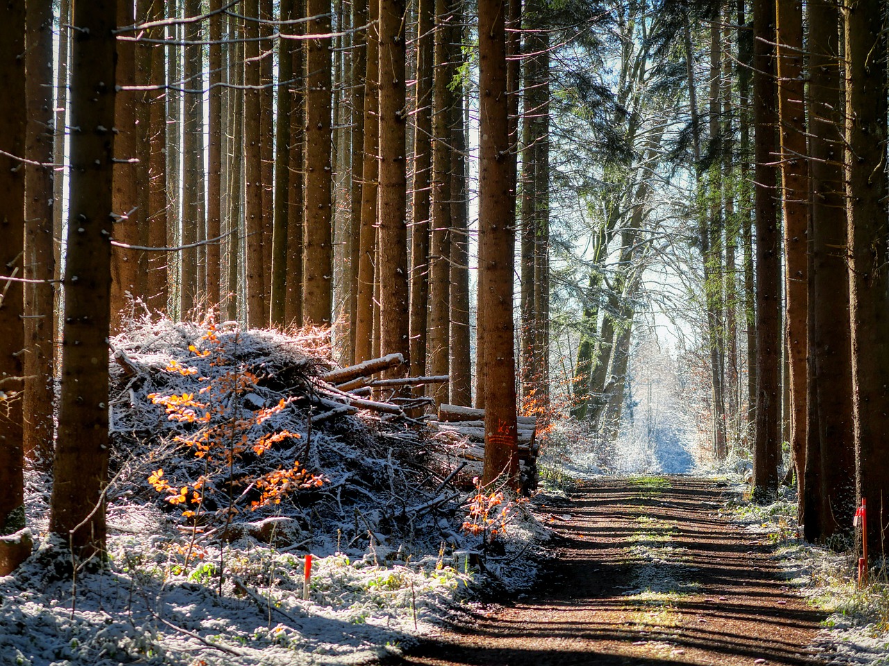 découvrez l'univers de la foresterie, une pratique essentielle pour la gestion durable des forêts. explorez les techniques de conservation, les enjeux écologiques et les initiatives pour protéger nos ressources forestières tout en soutenant la biodiversité.