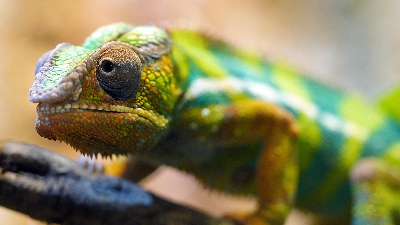 découvrez l'importance de la biodiversité pour notre planète. apprenez comment elle influence nos écosystèmes, favorise la résilience et contribue à notre bien-être. explorez des solutions pour préserver cette richesse naturelle essentielle.