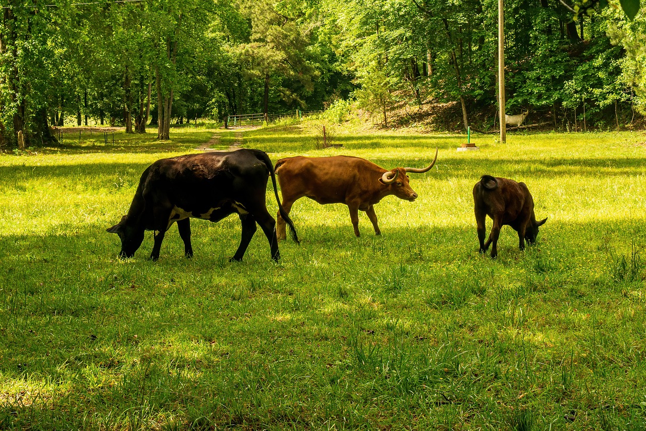 découvrez tout ce que vous devez savoir sur l'empreinte carbone, son impact sur l'environnement et les actions pour la réduire. informez-vous sur les stratégies pour diminuer votre contribution au changement climatique et adopter un mode de vie plus durable.