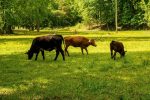 découvrez comment réduire votre empreinte carbone et contribuer à un avenir durable. explorez des conseils pratiques, des stratégies et des outils pour minimiser l'impact environnemental de vos actions quotidiennes.