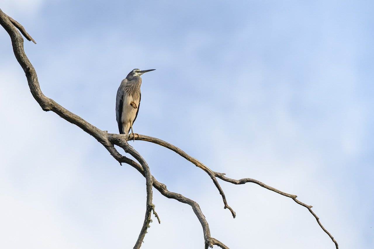 D&eacute;fis de la d&eacute;carbonation face au changement climatique et &agrave; la transition &eacute;nerg&eacute;tique