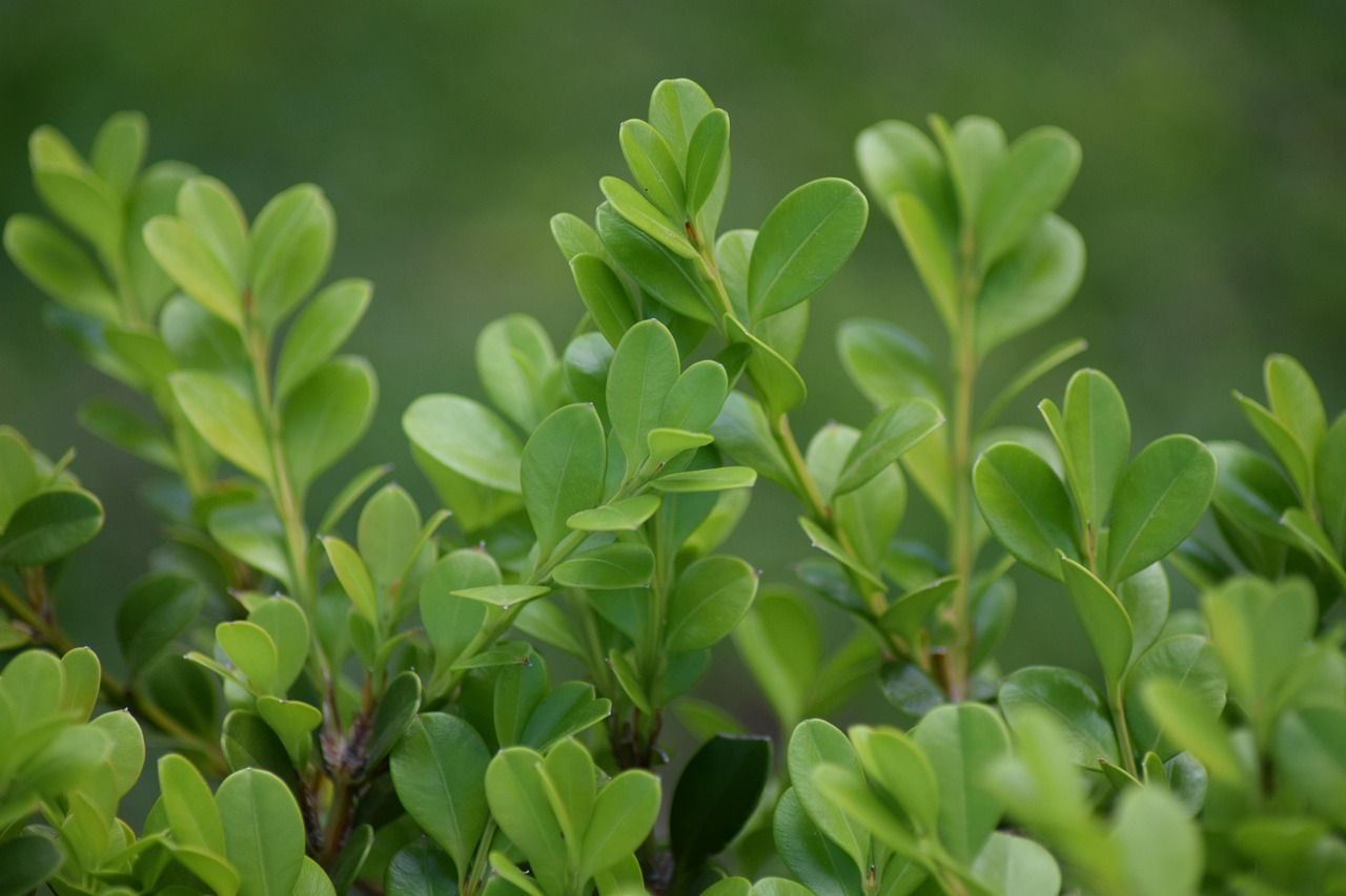 découvrez le green it : des solutions informatiques écoresponsables pour réduire l’empreinte environnementale du numérique. adoptez des pratiques durables et optimisez la gestion énergétique de votre entreprise !