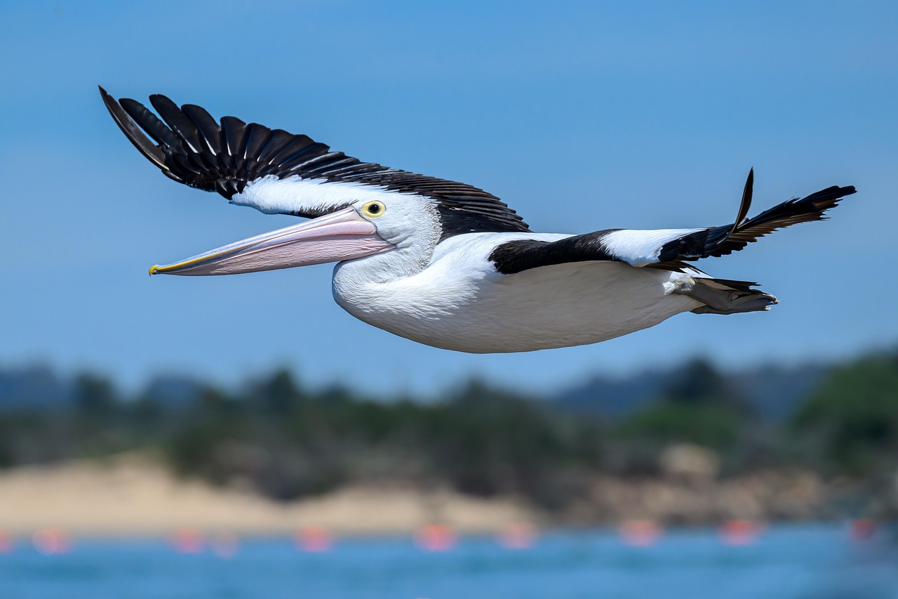 découvrez l'australie : ses paysages spectaculaires, sa faune unique, ses grandes villes et ses incontournables comme la grande barrière de corail ou sydney. guide de voyage et infos pratiques sur l'australie.