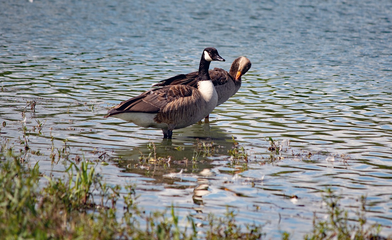 Canadian Solar d&eacute;voile un module h&eacute;t&eacute;rojonction r&eacute;volutionnaire avec une empreinte carbone r&eacute;duite &agrave; seulement 285 kg CO₂eq/kW