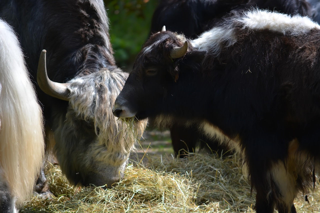 alimentation pour vaches : découvrez des aliments nutritifs et équilibrés pour assurer la santé et la productivité de votre troupeau bovin.