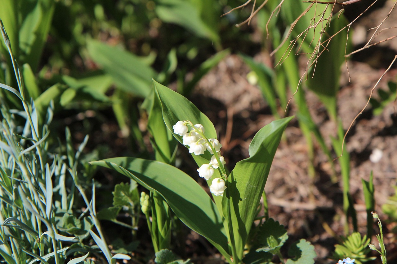 d&eacute;couvrez le muguet, une plante d&eacute;licate et parfum&eacute;e symbole de bonheur et de chance, id&eacute;ale pour embellir vos jardins et c&eacute;l&eacute;brer le printemps.