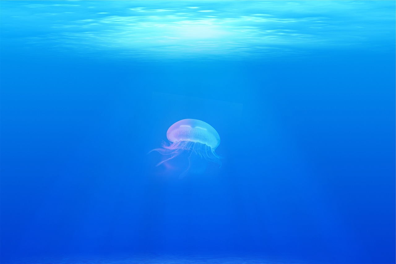d&eacute;couvrez les myst&egrave;res et la beaut&eacute; de l'oc&eacute;an, un vaste monde marin regorgeant de vie, de paysages sous-marins et d'aventures inoubliables.