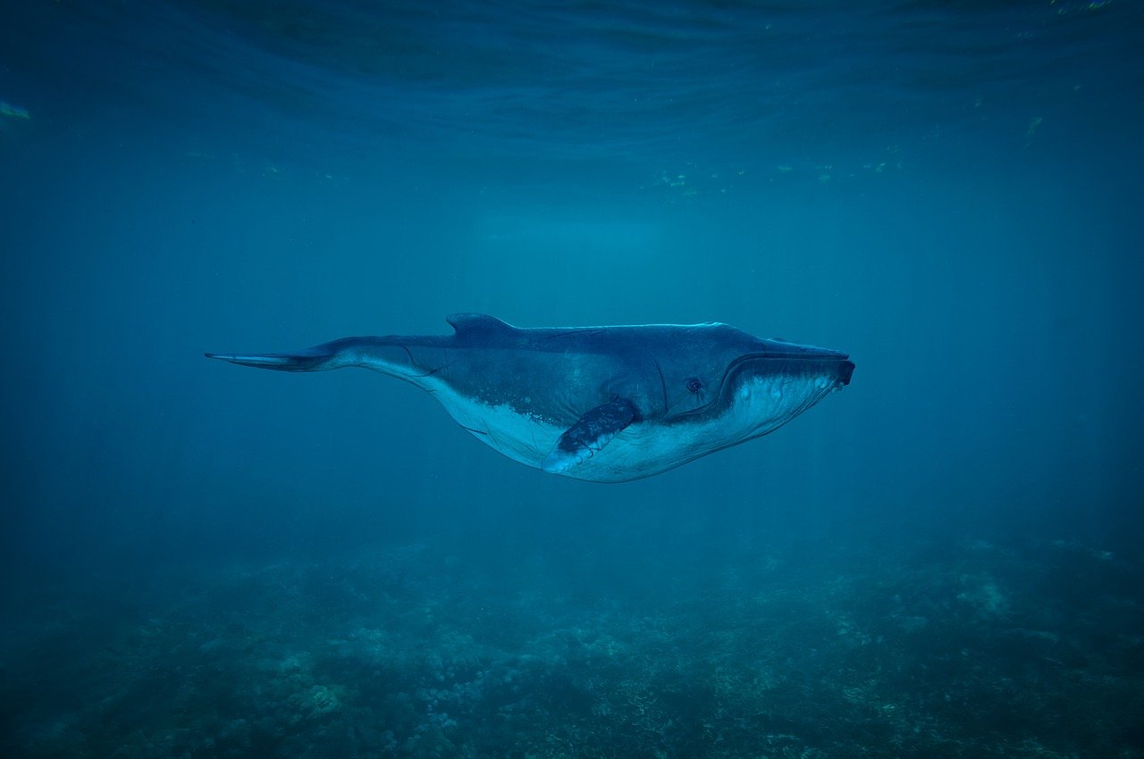 d&eacute;couvrez la beaut&eacute; et la diversit&eacute; des oc&eacute;ans, explorez leurs &eacute;cosyst&egrave;mes fascinants et comprenez leur importance vitale pour notre plan&egrave;te.