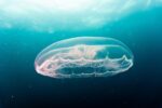d&eacute;couvrez les myst&egrave;res et la beaut&eacute; des oc&eacute;ans, vastes &eacute;tendues d'eau qui abritent une biodiversit&eacute; exceptionnelle et influencent le climat mondial.
