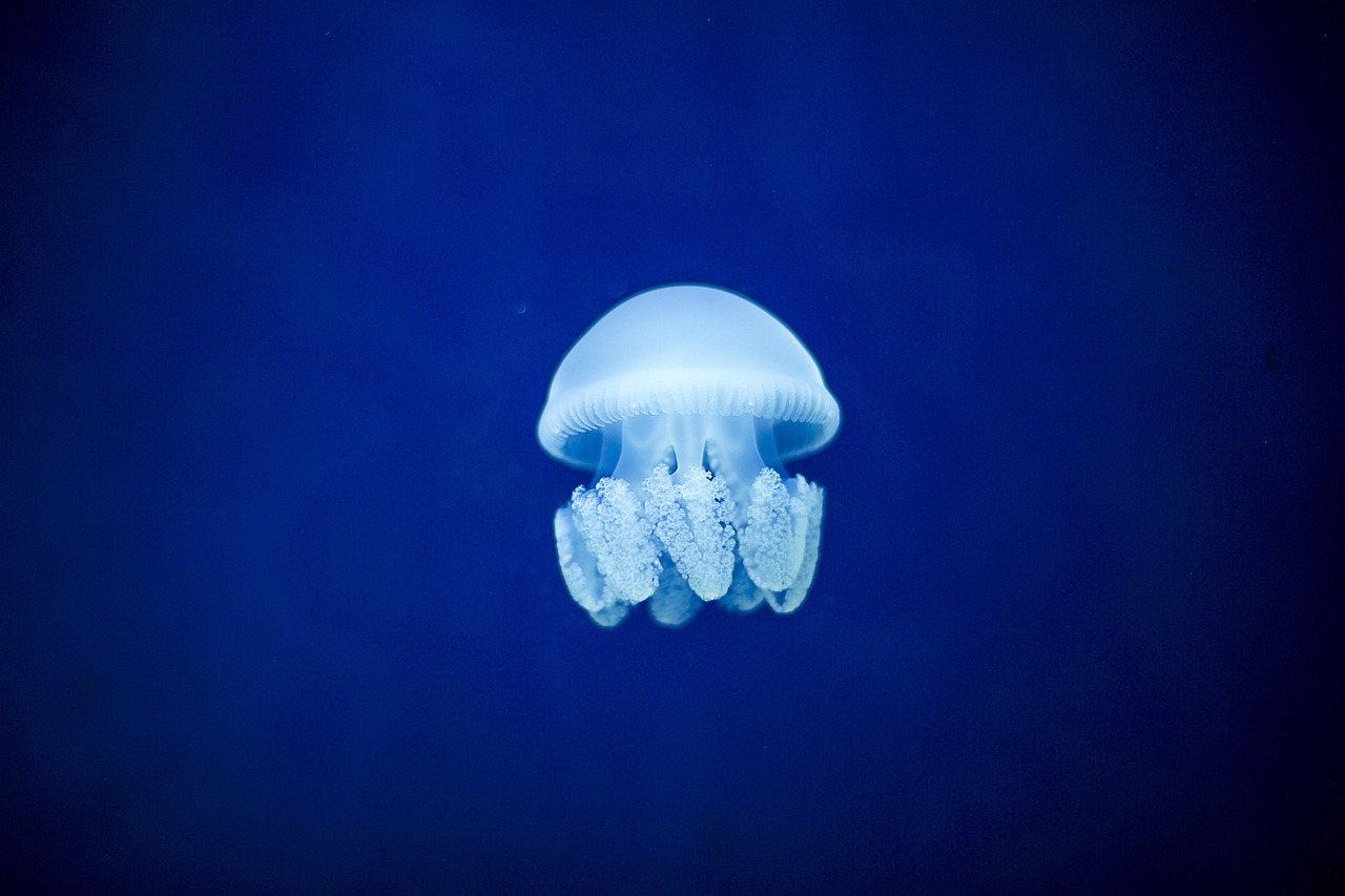 d&eacute;couvrez les myst&egrave;res et la beaut&eacute; des oc&eacute;ans, explorez leur biodiversit&eacute;, leur importance &eacute;cologique et leur impact sur notre plan&egrave;te.