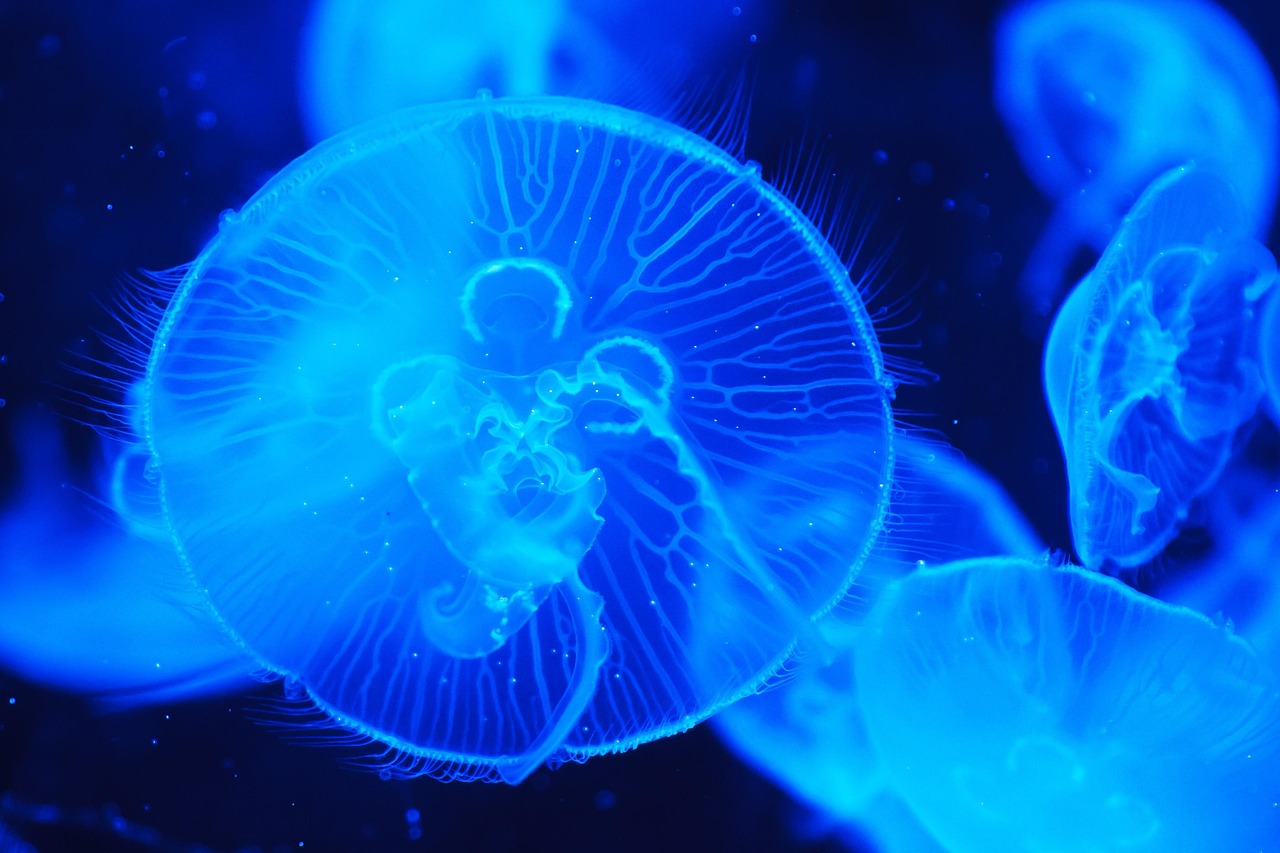 d&eacute;couvrez les merveilles des oc&eacute;ans, leur biodiversit&eacute; fascinante et leur r&ocirc;le essentiel pour notre plan&egrave;te.
