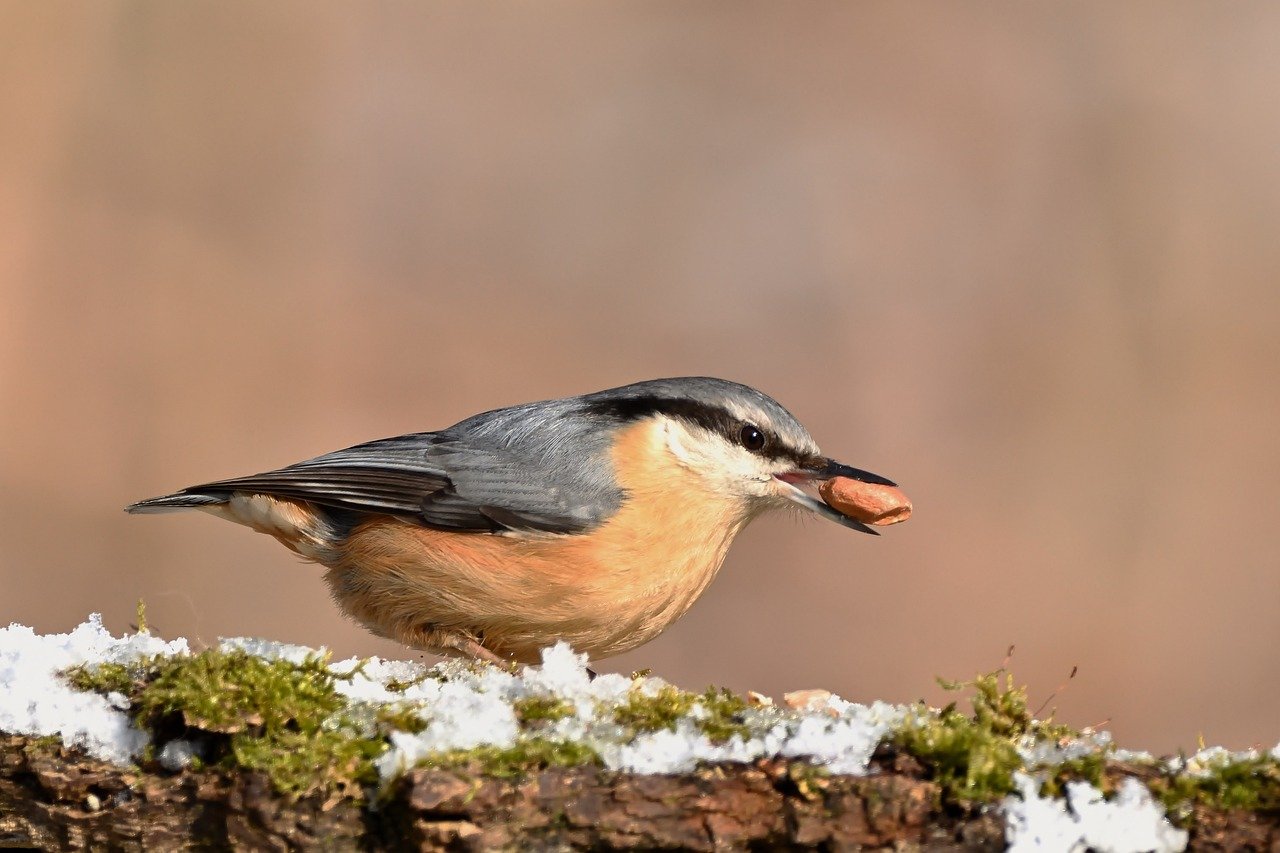 d&eacute;couvrez l'importance des tourbi&egrave;res, &eacute;cosyst&egrave;mes uniques qui stockent le carbone, prot&egrave;gent la biodiversit&eacute; et r&eacute;gulent le climat.