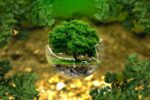 d&eacute;couvrez l'importance de la protection des for&ecirc;ts primaires pour pr&eacute;server la biodiversit&eacute; et lutter contre le changement climatique.