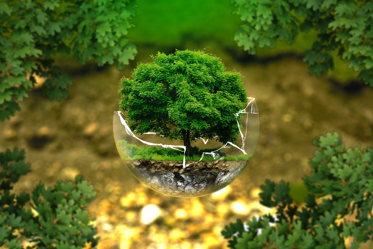 d&eacute;couvrez l'importance de la protection des for&ecirc;ts primaires pour pr&eacute;server la biodiversit&eacute; et lutter contre le changement climatique.