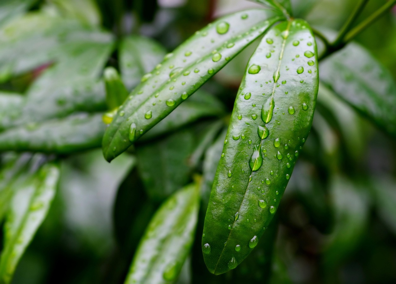 d&eacute;couvrez les techniques de collecte et de gestion des eaux de pluie pour &eacute;conomiser l'eau, r&eacute;duire les co&ucirc;ts et prot&eacute;ger l'environnement.