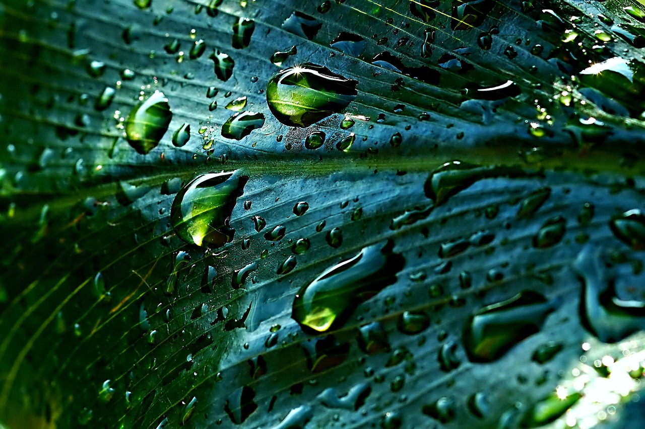 d&eacute;couvrez les techniques et avantages de la collecte des eaux de pluie pour &eacute;conomiser l'eau, r&eacute;duire les factures et pr&eacute;server l'environnement.